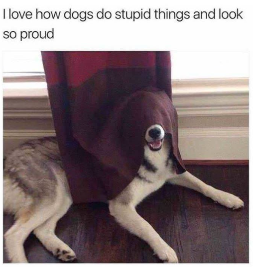 I love how dogs do stupid things and look so proud