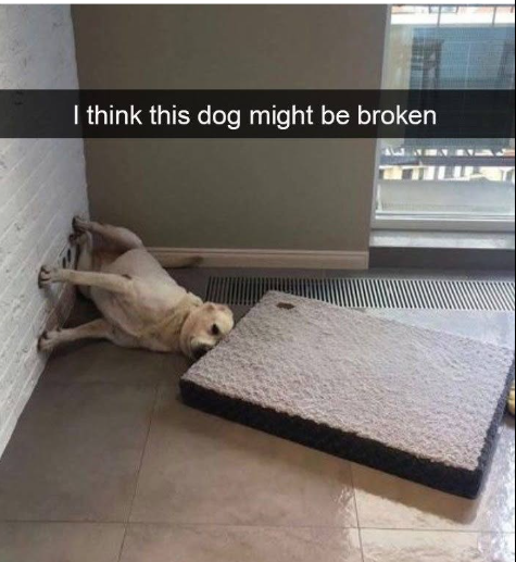 I think this dog might be broken