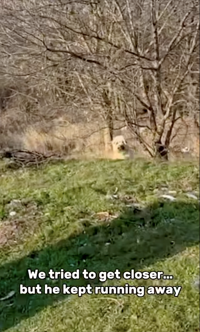 We tried to get closer... but he kept running away