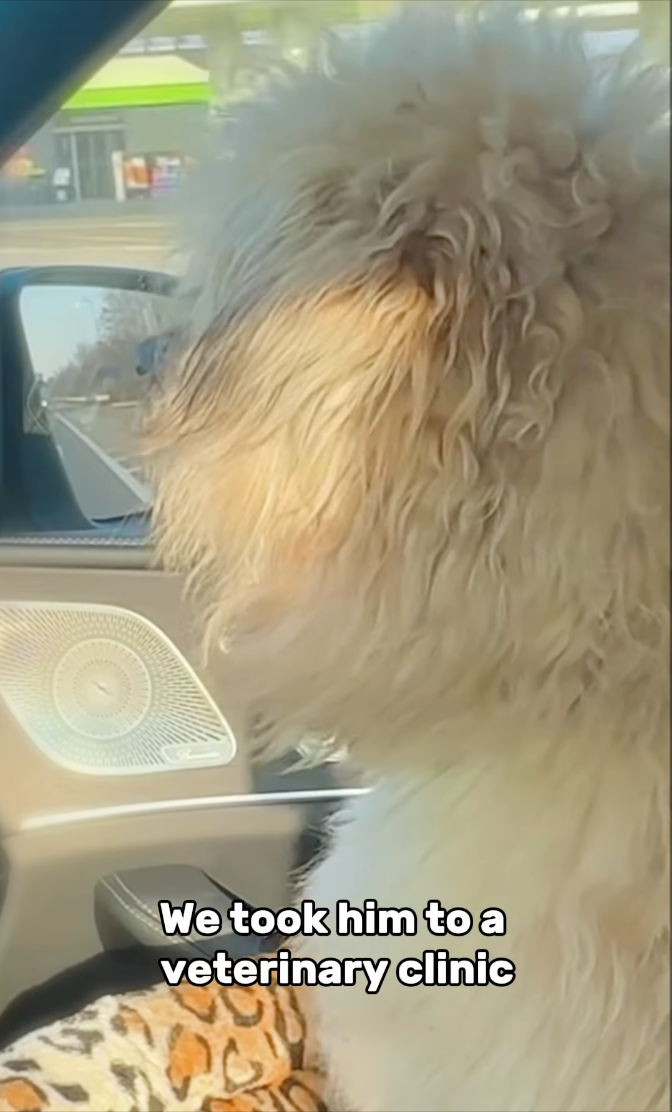We took him to a veterinary clinic