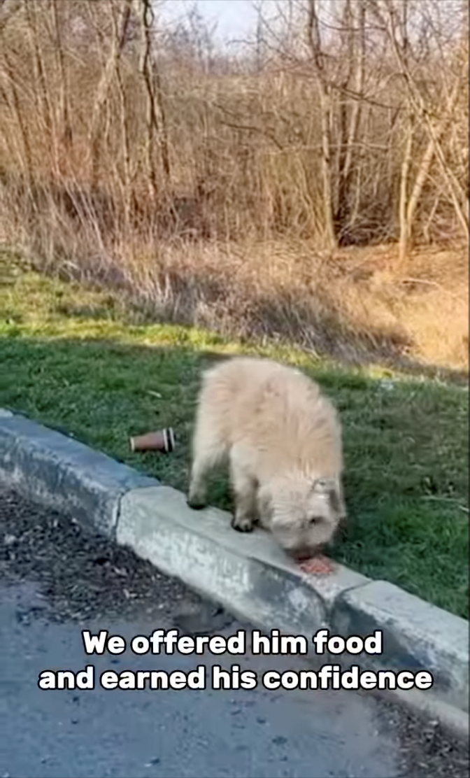 We offered him food and earned his confidence