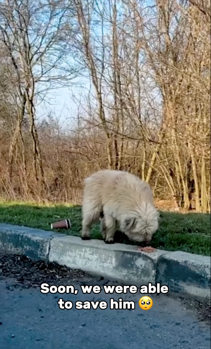 Soon, we were able to save him