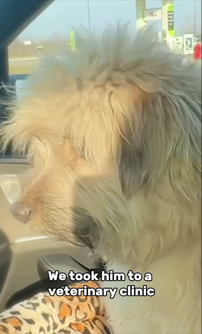 We took him to a veterinary clinic