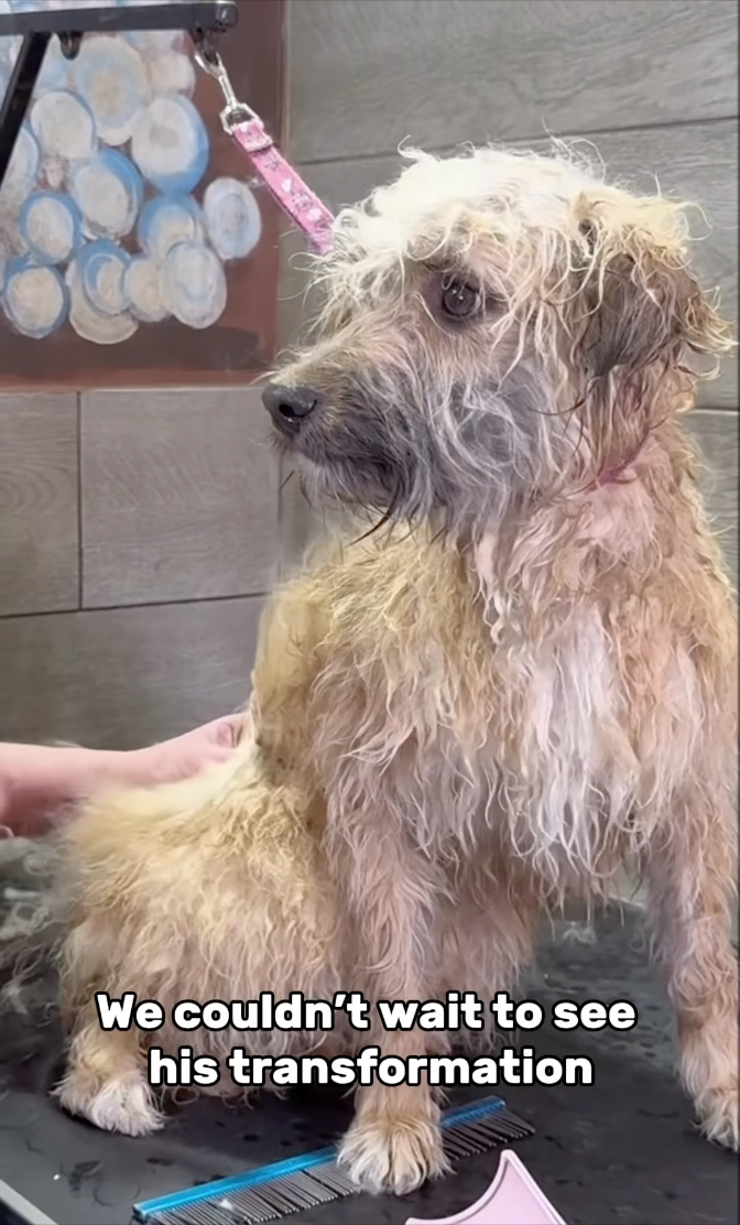 We couldn't wait to see his transformation