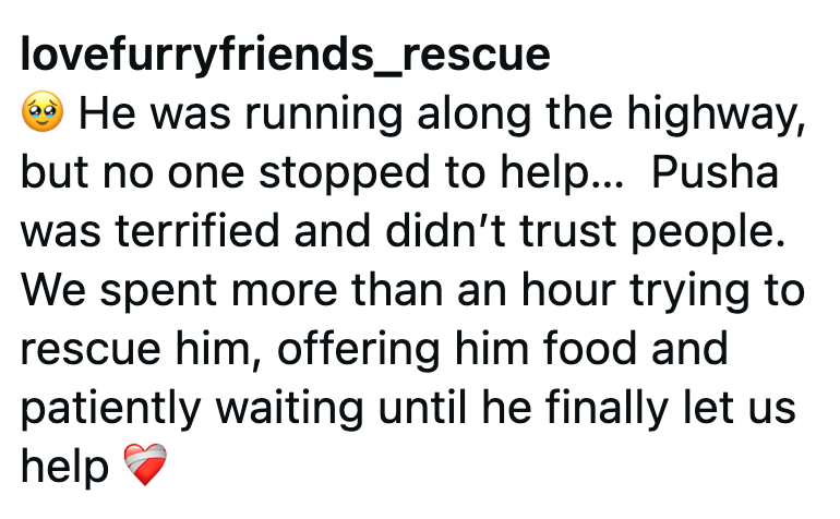 lovefurryfriends_rescue He was running along the highway, but no one stopped to help... Pusha was terrified and didn't trust people. We spent more than an hour trying to rescue him, offering him food and patiently waiting until he finally let us help