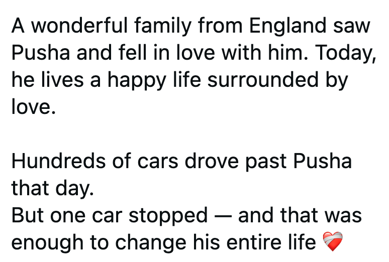 A wonderful family from England saw Pusha and fell in love with him. Today, he lives a happy life surrounded by love. Hundreds of cars drove past Pusha that day. But one car stopped - and that was enough to change his entire life
