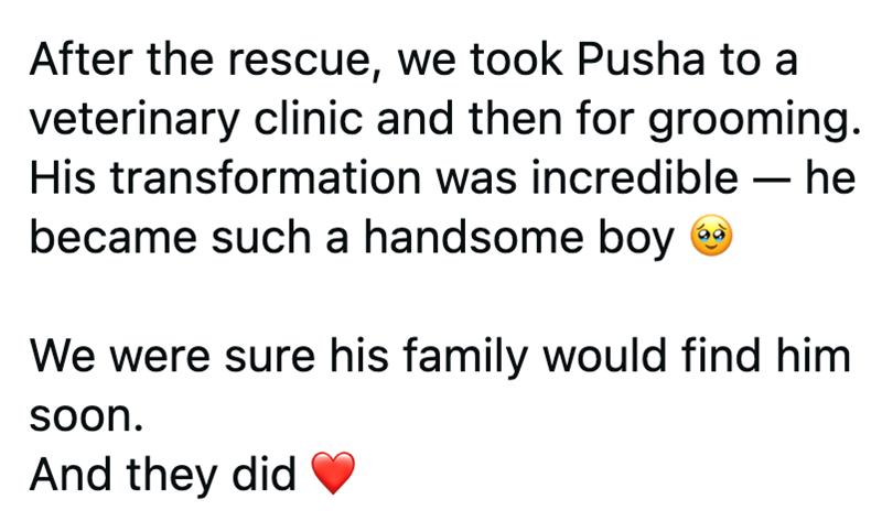After the rescue, we took Pusha to a veterinary clinic and then for grooming. His transformation was incredible - he became such a handsome boy → We were sure his family would find him soon. And they did