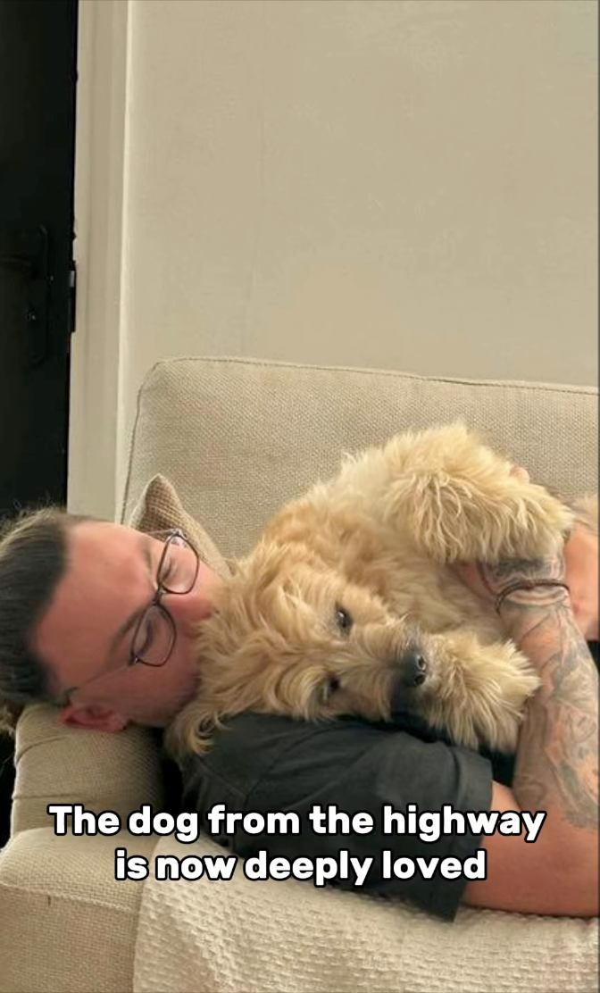 The dog from the highway is now deeply loved