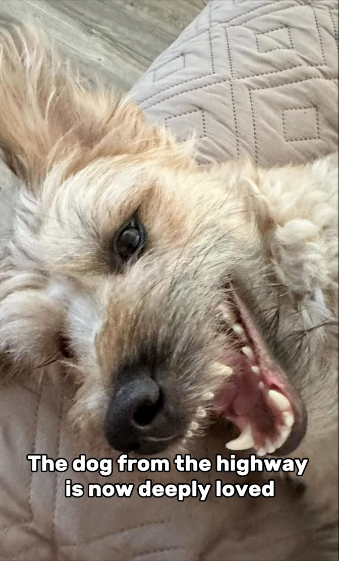 The dog from the highway is now deeply loved
