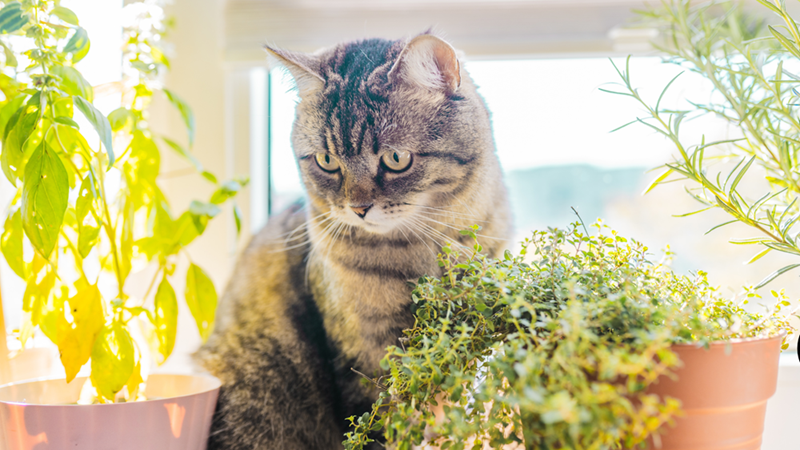Tabby cat sits between potted herbs on a sunny windowsill, looking alert.