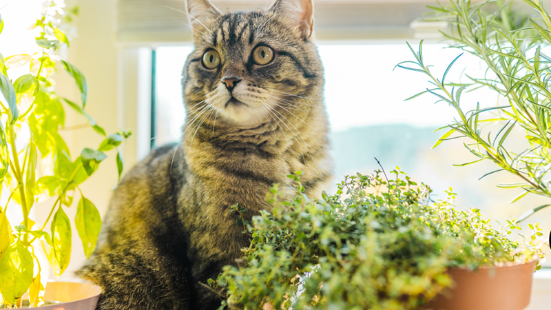 Wide-eyed tabby cat sits among potted herbs on a sunny windowsill.