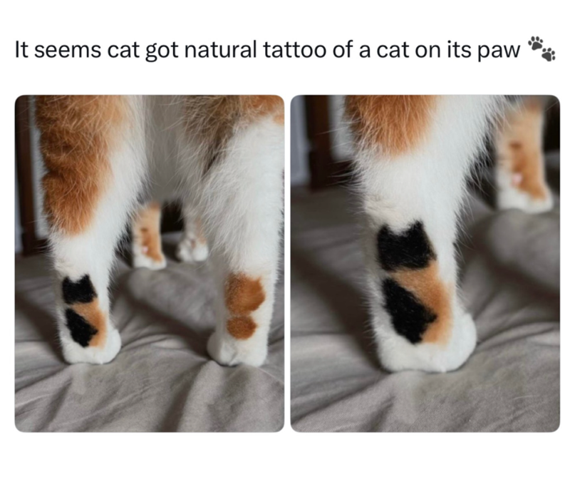 It seems cat got natural tattoo of a cat on its paw