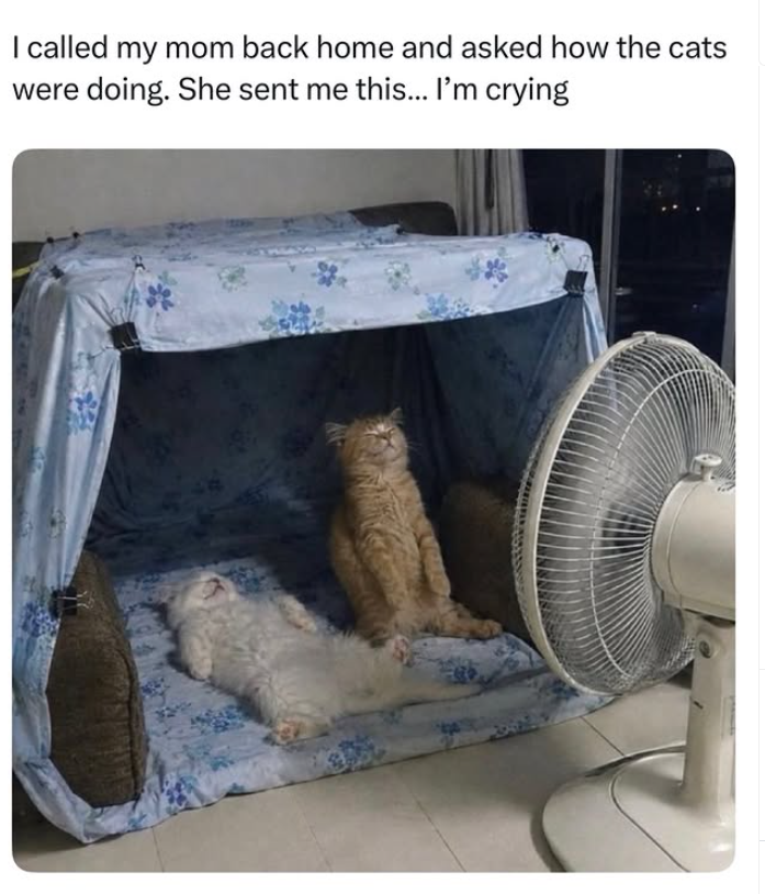 I called my mom back home and asked how the cats were doing. She sent me this... I'm crying