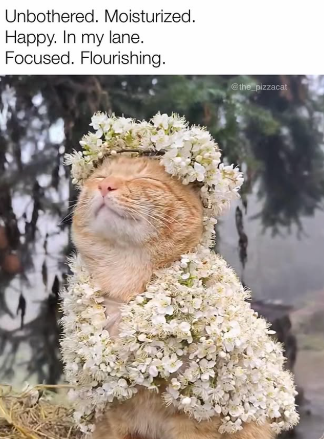 Unbothered. Moisturized. Happy. In my lane. Focused. Flourishing. @the_pizzacat