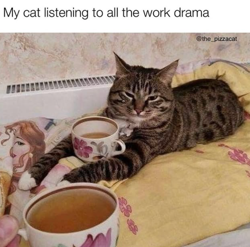 My cat listening to all the work drama @the_pizzacat B