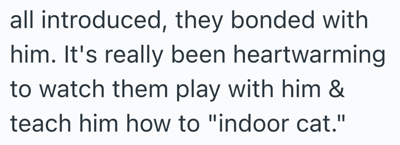 all introduced, they bonded with him. It's really been heartwarming to watch them play with him & teach him how to "indoor cat."