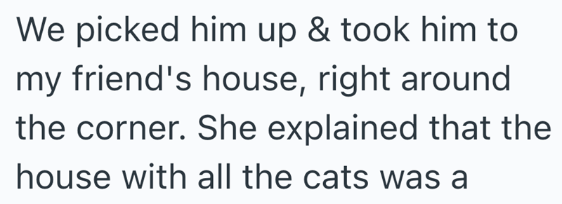 We picked him up & took him to my friend's house, right around the corner. She explained that the house with all the cats was a