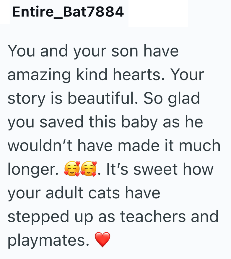 Entire_Bat7884 You and your son have amazing kind hearts. Your story is beautiful. So glad you saved this baby as he wouldn't have made it much longer. 6. It's sweet how your adult cats have stepped up as teachers and playmates.