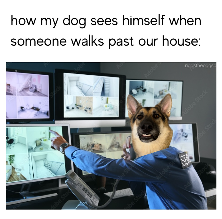 obe Stock how my dog sees himself when someone walks past our house: Stock dobe be Stor obe Stock Adobe Ste SER Adobe Adobe Stock riggstheoggsd Adobe Stock be Stock