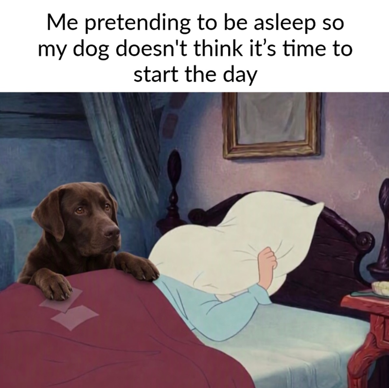 Me pretending to be asleep so my dog doesn't think it's time to start the day