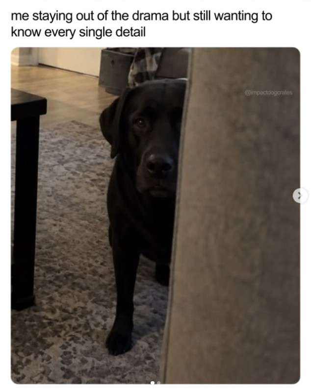me staying out of the drama but still wanting to know every single detail @impactdogcrates