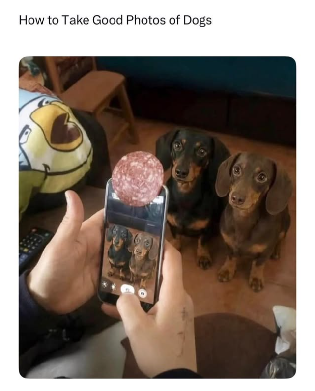 How to Take Good Photos of Dogs