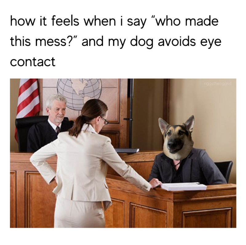 how it feels when i say "who made this mess?" and my dog avoids eye contact riggstheoggsd
