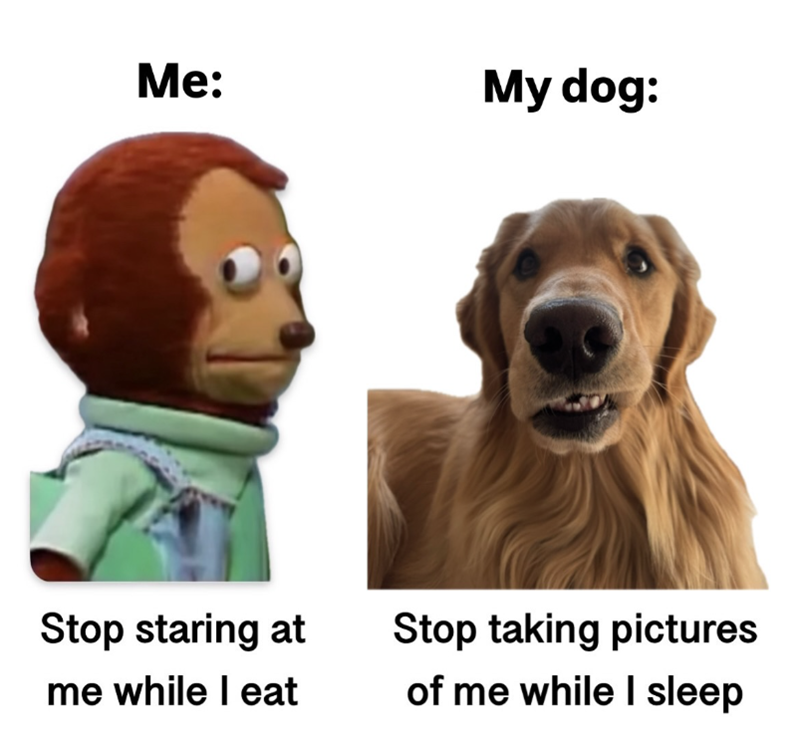 Me: My dog: Stop staring at me while I eat Stop taking pictures of me while I sleep