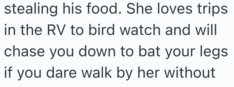 stealing his food. She loves trips in the RV to bird watch and will chase you down to bat your legs if you dare walk by her without