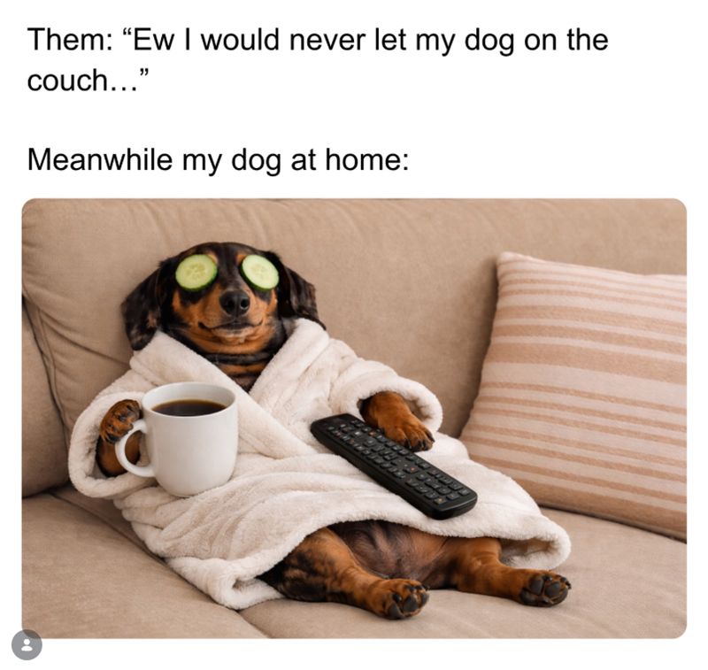 Them: "Ew I would never let my dog on the couch..." Meanwhile my dog at home: