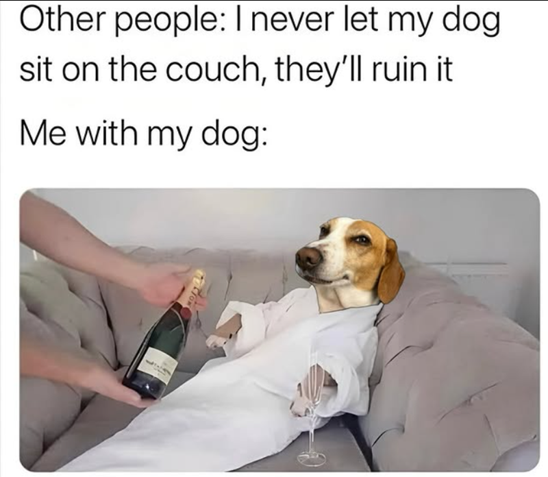 Other people: I never let my dog sit on the couch, they'll ruin it. Me with my dog: