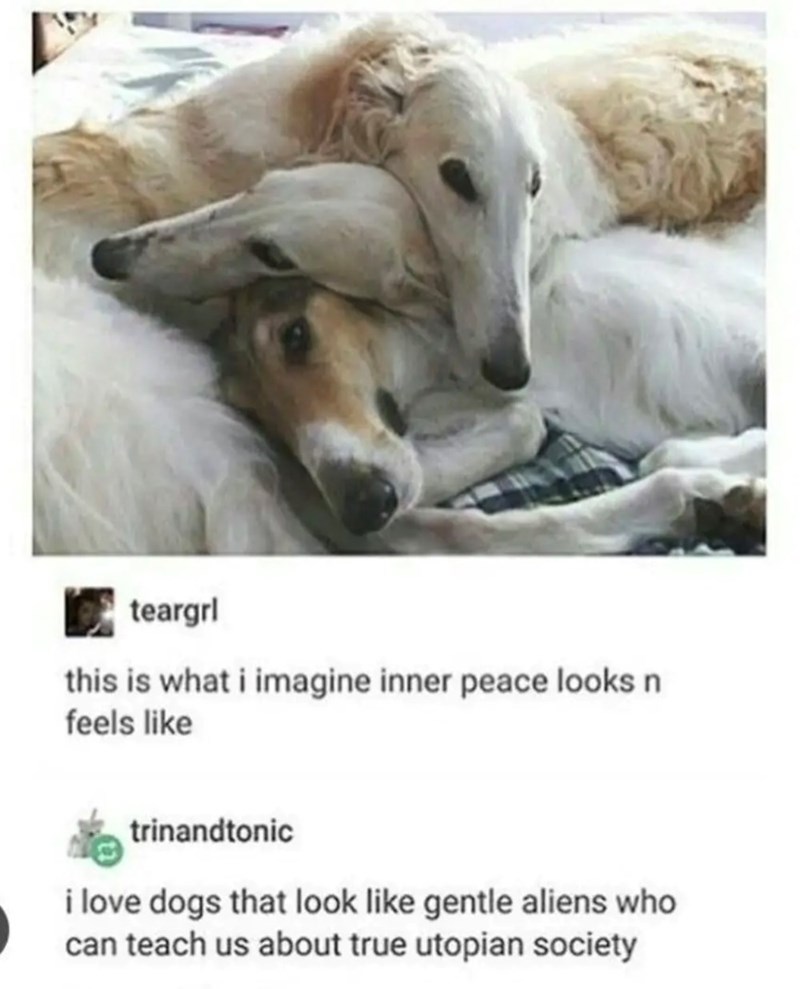 teargrl this is what i imagine inner peace looks n feels like trinandtonic i love dogs that look like gentle aliens who can teach us about true utopian society