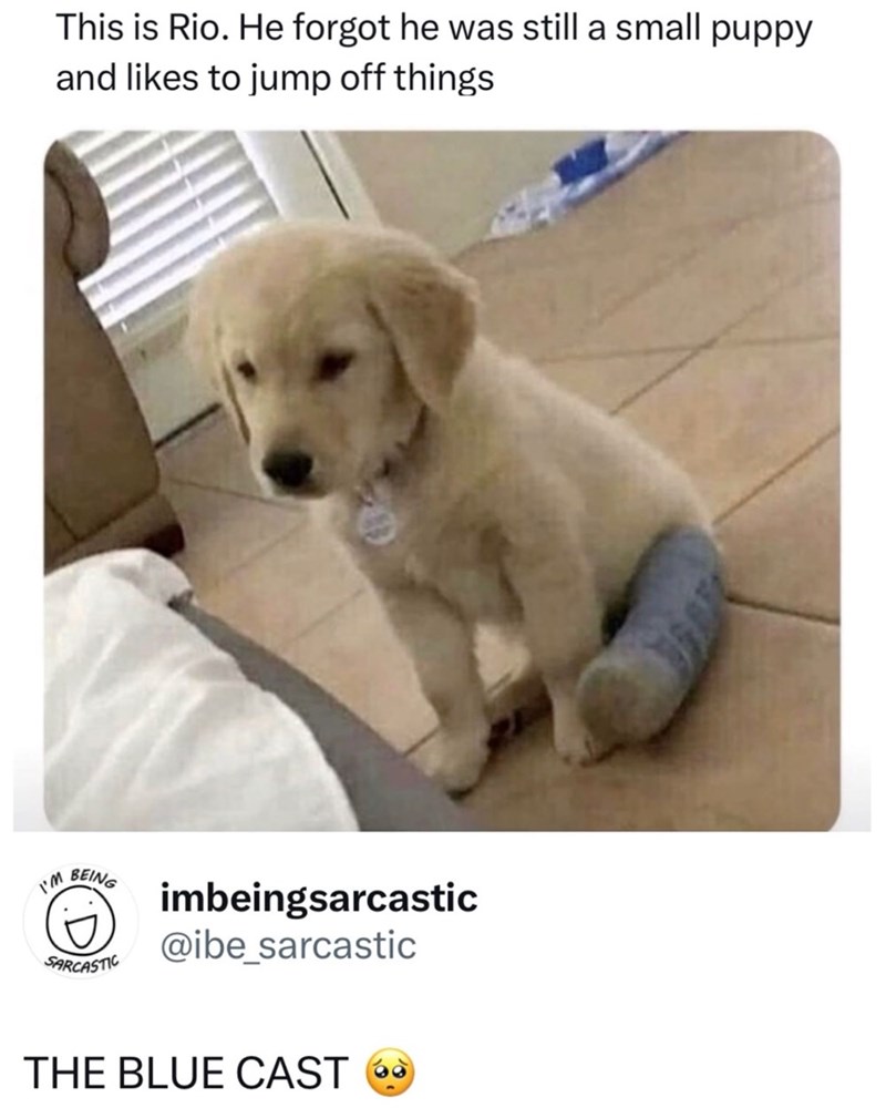 This is Rio. He forgot he was still a small puppy and likes to jump off things I'M BEING SARCASTIC imbeingsarcastic @ibe_sarcastic THE BLUE CAST O