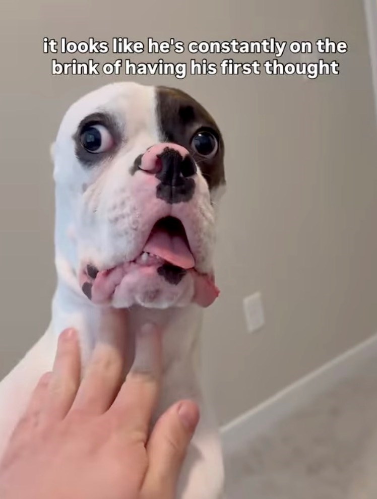 it looks like he's constantly on the brink of having his first thought