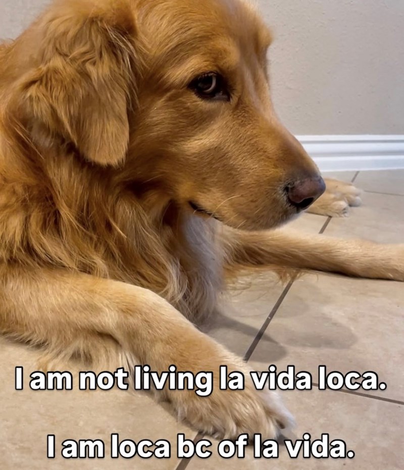 I am not living la vida loca. I am loca bc of la vida.