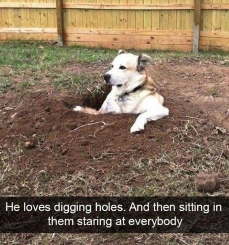 He loves digging holes. And then sitting in them staring at everybody