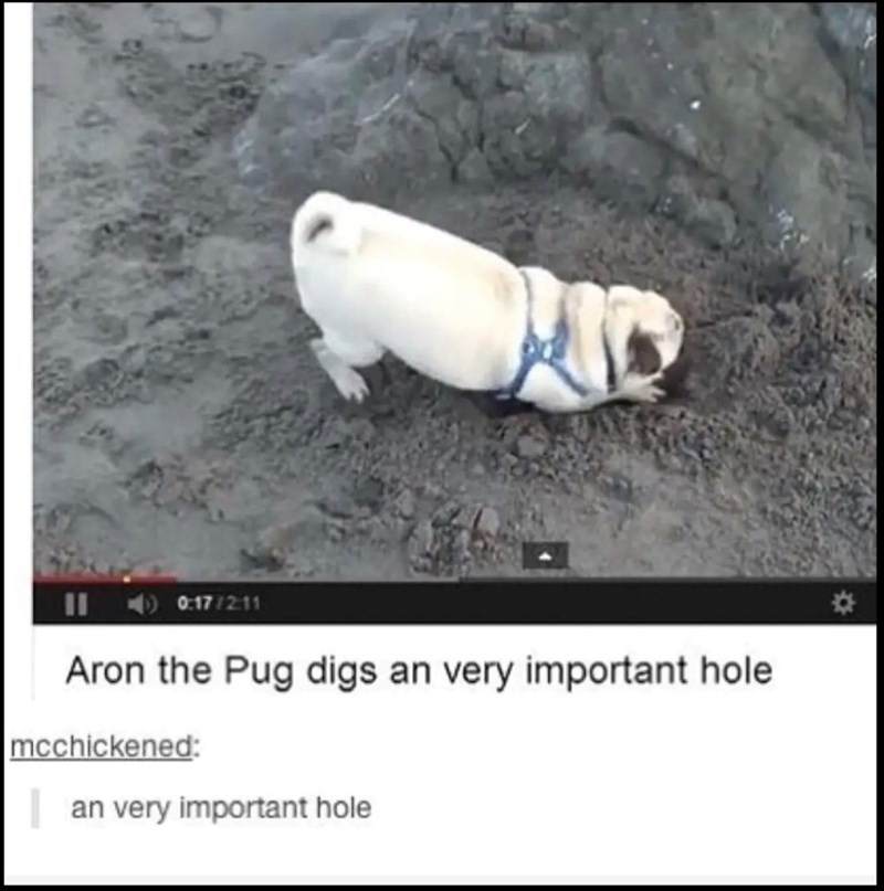 0:17/2:11 Aron the Pug digs an very important hole mcchickened: an very important hole