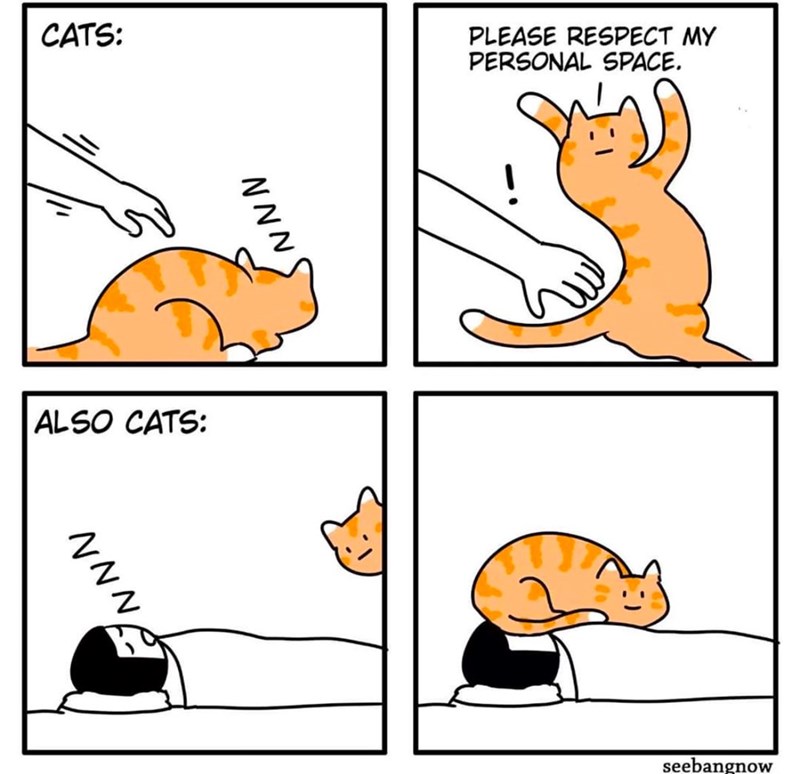 CATS: NNN ALSO CATS: NNN PLEASE RESPECT MY PERSONAL SPACE. seebangnow