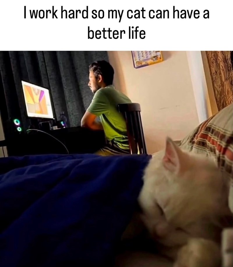 A I work hard so my cat can have a better life