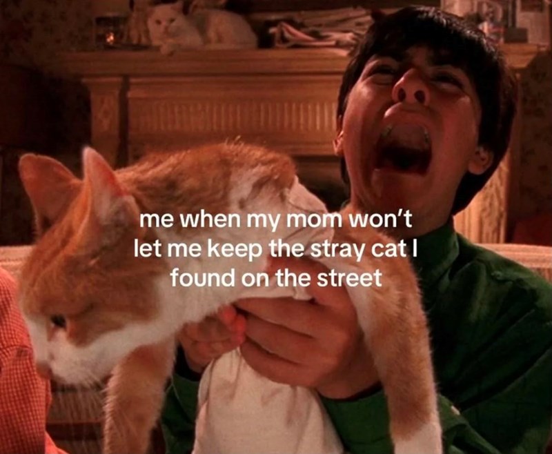 me when my mom won't let me keep the stray cat I found on the street
