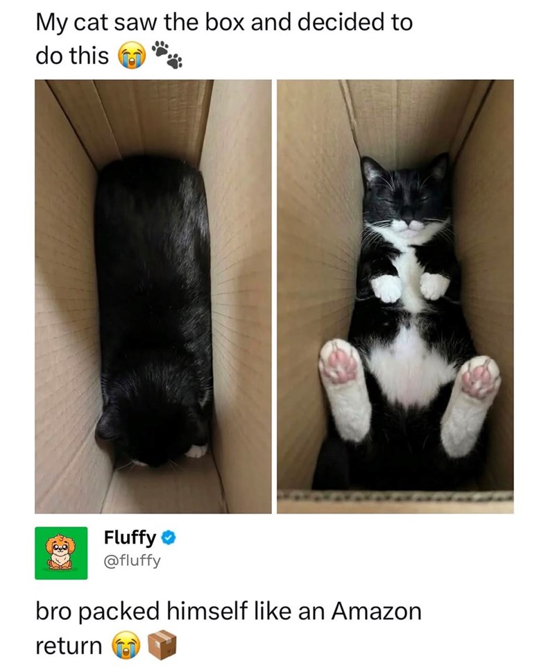 My cat saw the box and decided to do this Fluffy @fluffy bro packed himself like an Amazon return
