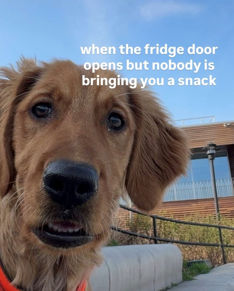 when the fridge door opens but nobody is bringing you a snack