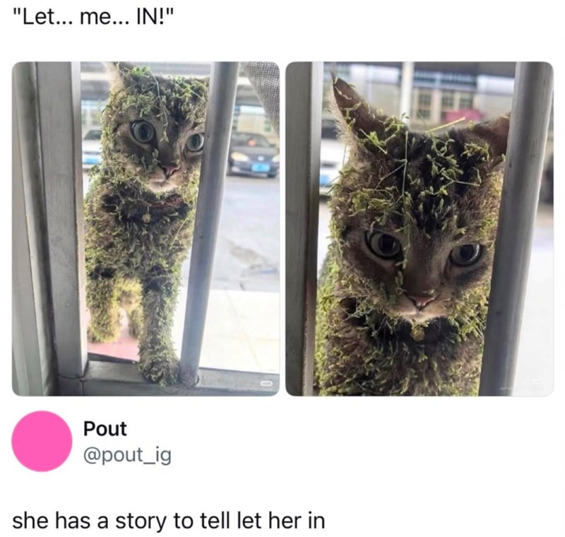 "Let... me... IN!" Pout @pout_ig she has a story to tell let her in