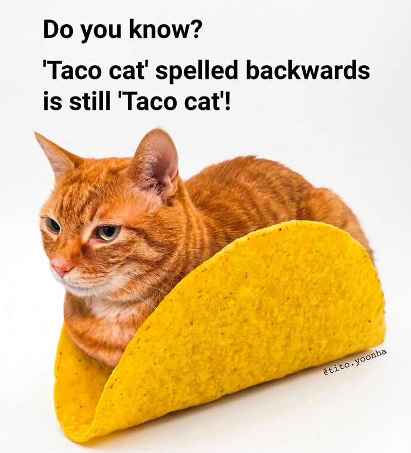 Do you know? 'Taco cat' spelled backwards is still 'Taco cat'! @tito.yoonha