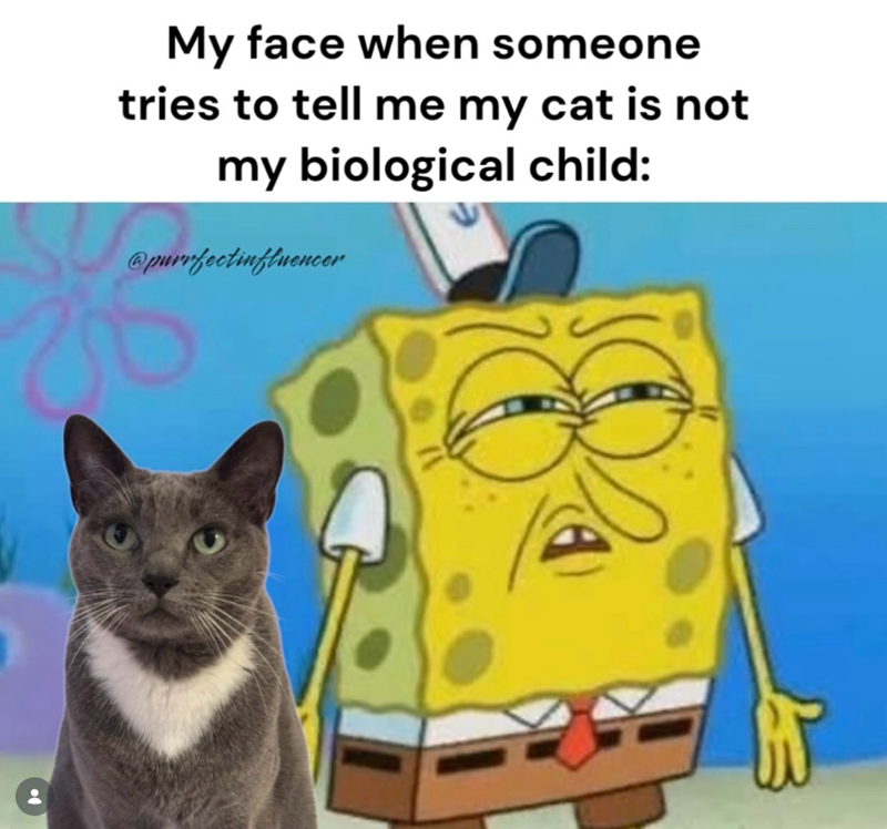 My face when someone tries to tell me my cat is not my biological child: @purrfectinfluencer