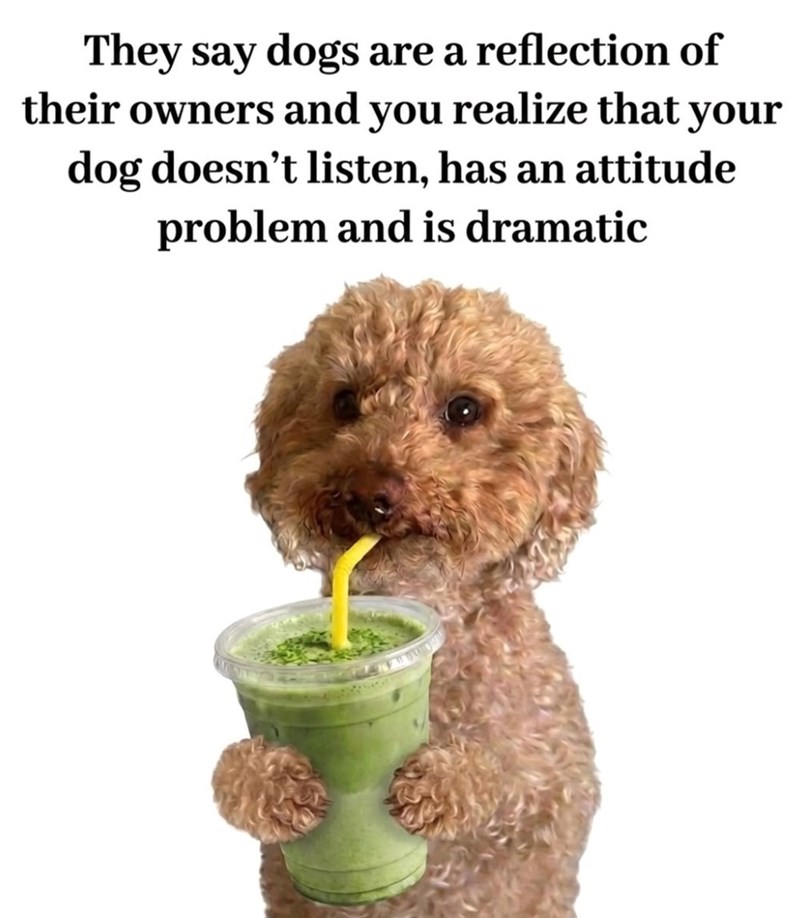 They say dogs are a reflection of their owners and you realize that your dog doesn't listen, has an attitude problem and is dramatic