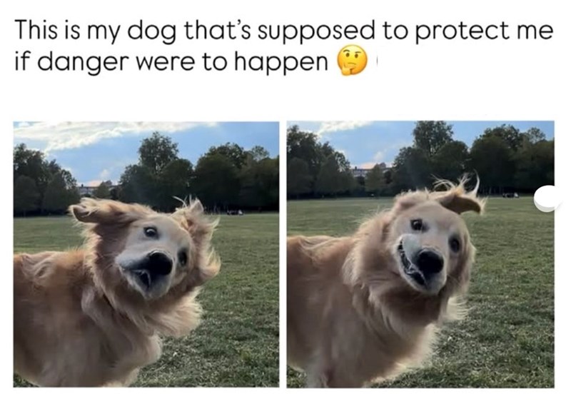 This is my dog that's supposed to protect me if danger were to happen.