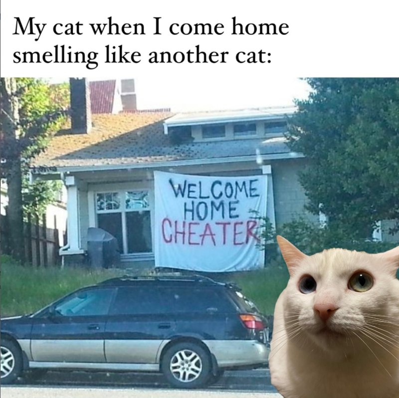 My cat when I come home smelling like another cat: WELCOME HOME CHEATER