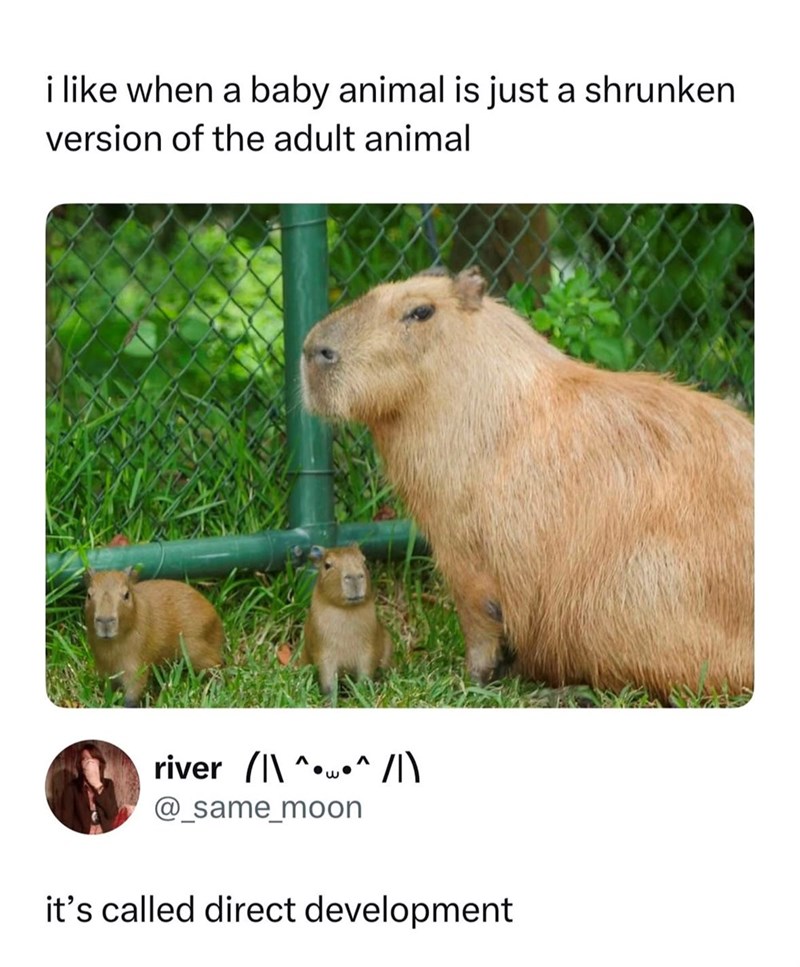 i like when a baby animal is just a shrunken version of the adult animal river \^^ /|\ @_same_moon it's called direct development