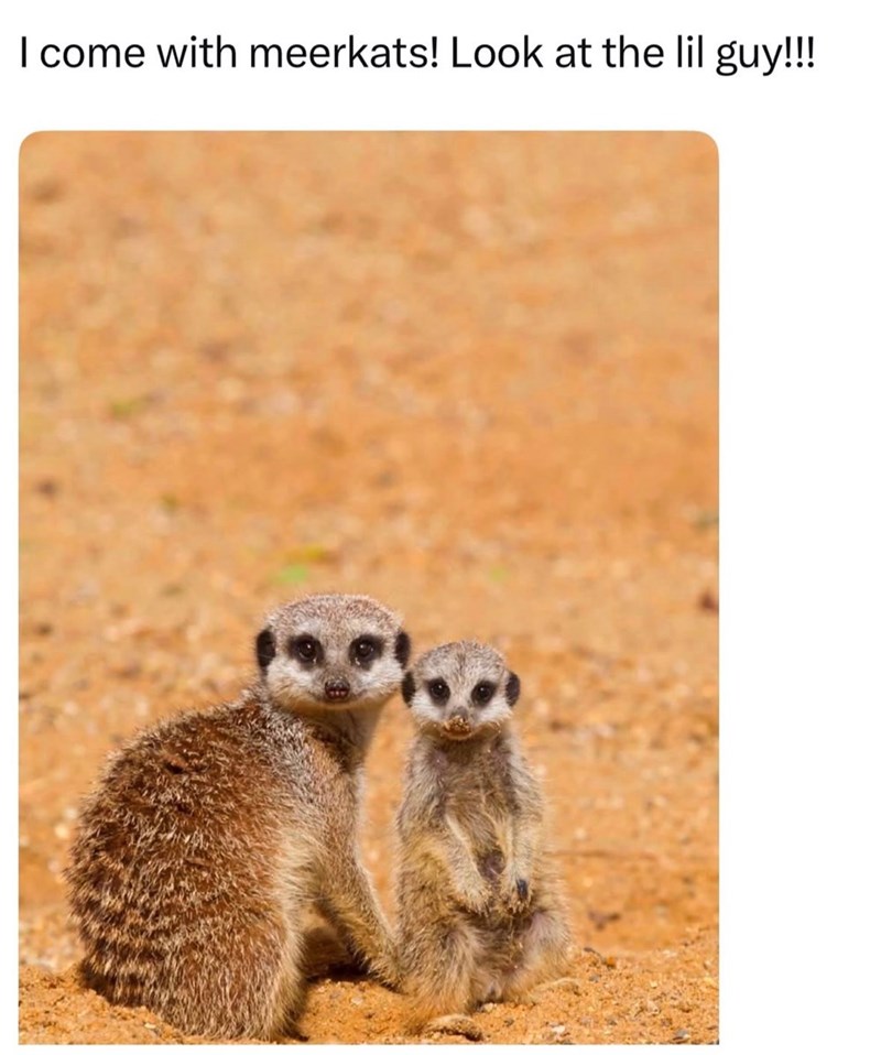 I come with meerkats! Look at the lil guy!!!!